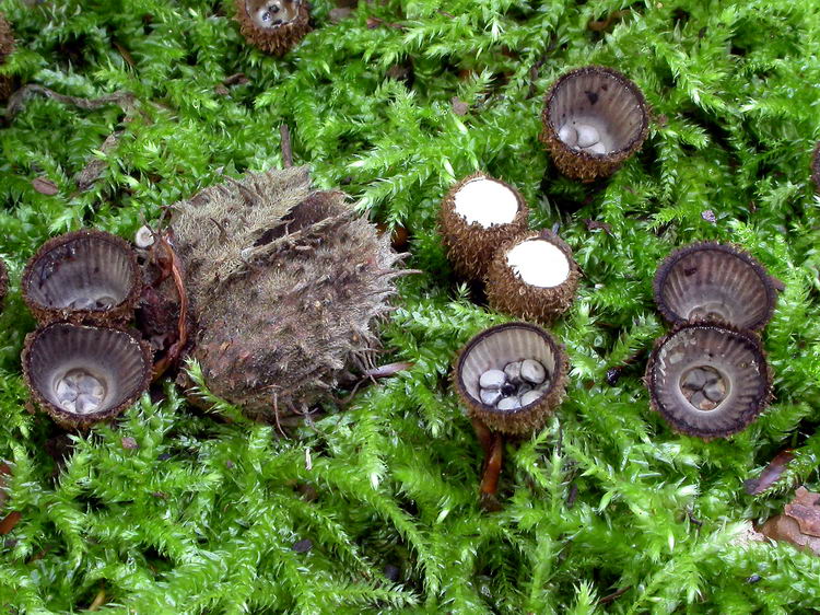 Cyathus striatus Bild 1