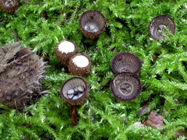 Cyathus striatus Bild 2