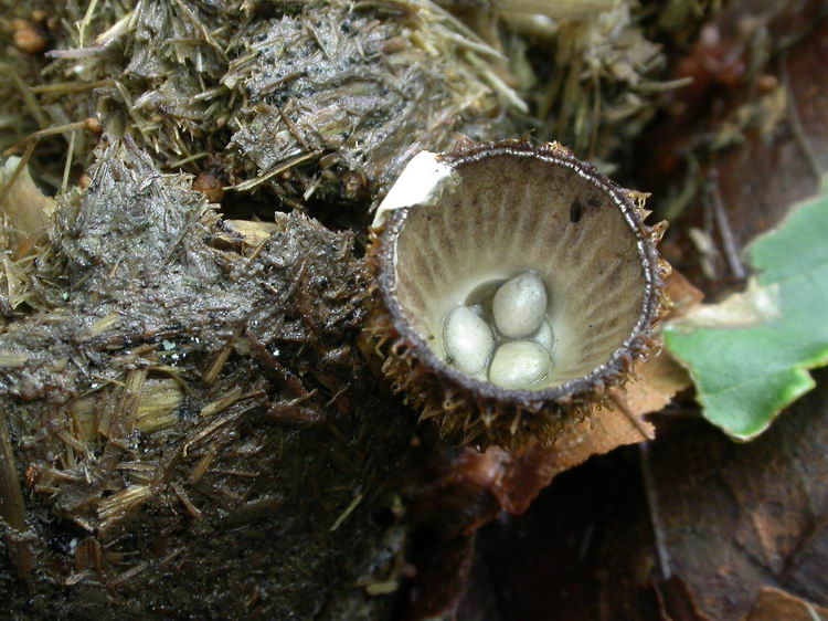 Cyathus striatus Bild 3