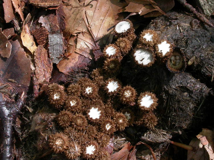Cyathus striatus Bild 4