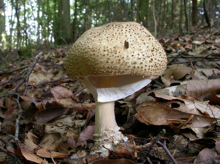 Echinoderma asperum Bild 2