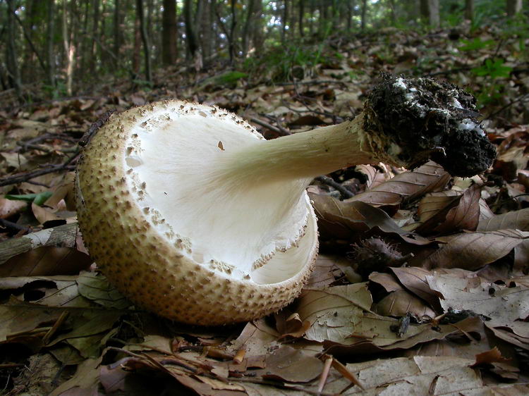 Echinoderma asperum Bild 2