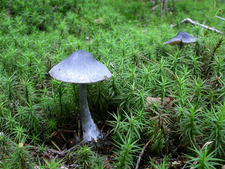 Entoloma nitidum Bild 1