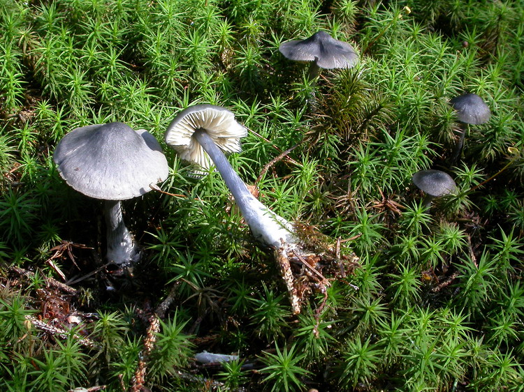 entoloma nitidum Bild 2