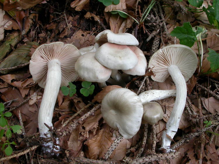 Entoloma rhodopolium var. nidorosum Bild 1