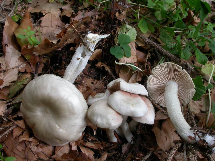 entoloma rhodopoliumnidorosum Bild 2