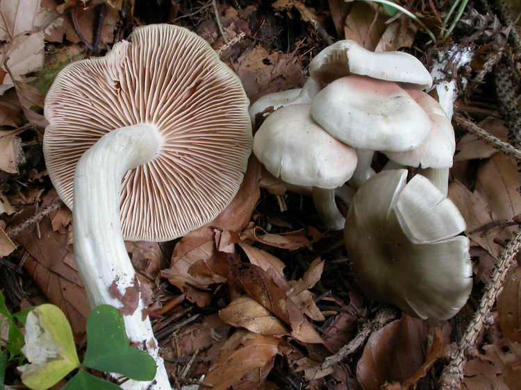 entoloma rhodopoliumnidorosum Bild 3