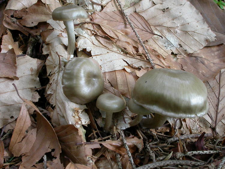 Entoloma rhodopolium var. nidorosum Bild 4
