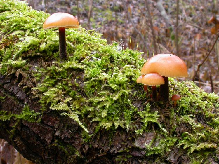 Flammulina velutipes Bild 1