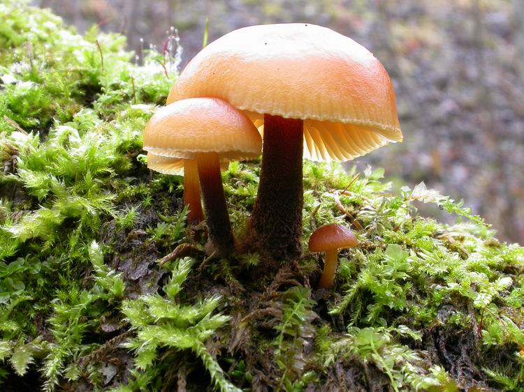 Flammulina velutipes Bild 2