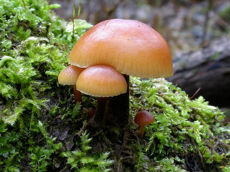 Flammulina velutipes Bild 3