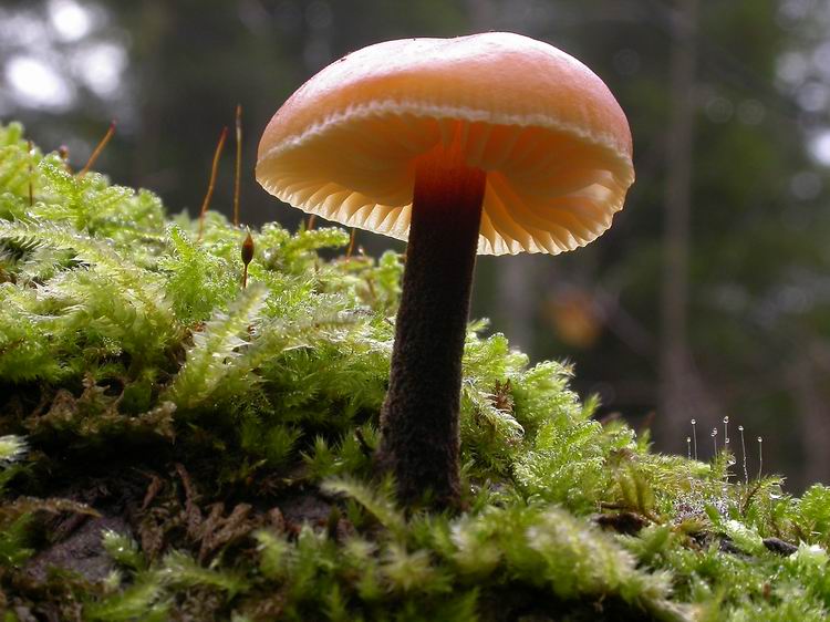 Flammulina velutipes Bild 4