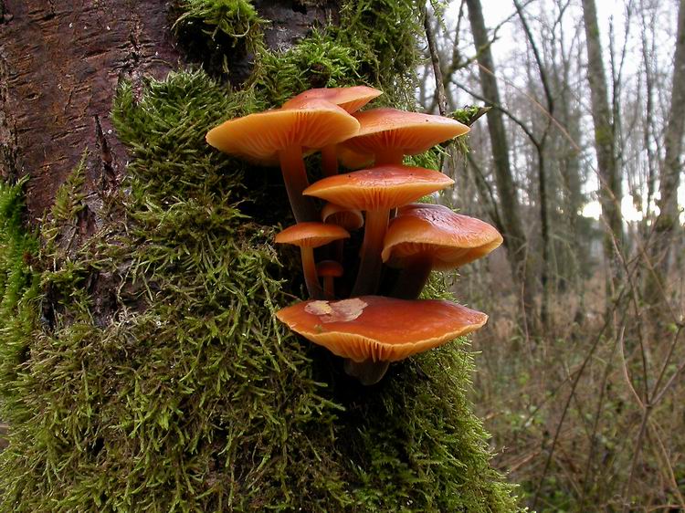 Flammulina velutipes Bild 5