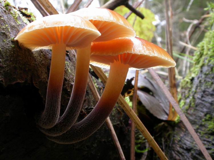 Flammulina velutipes Bild 7