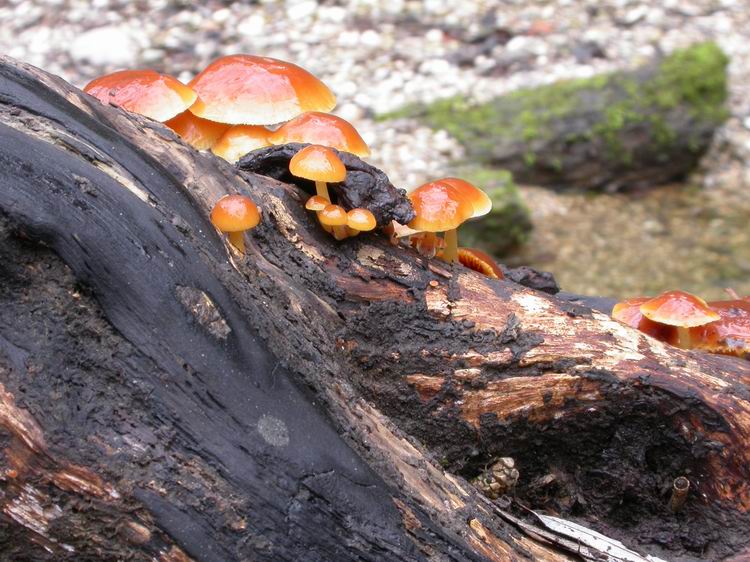 Flammulina velutipes Bild 8