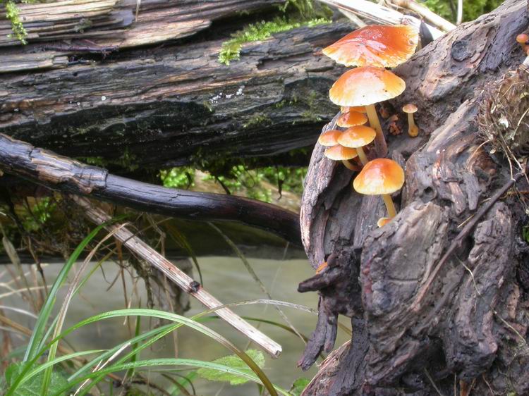 Flammulina velutipes Bild 9