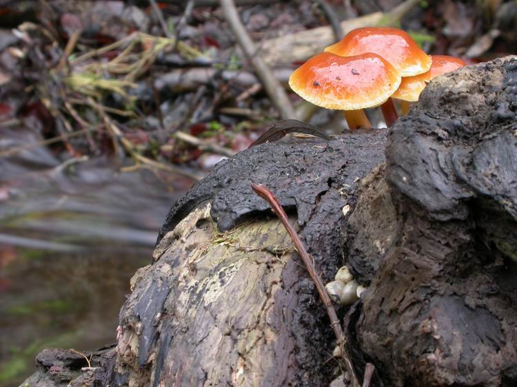 Flammulina velutipes Bild 10