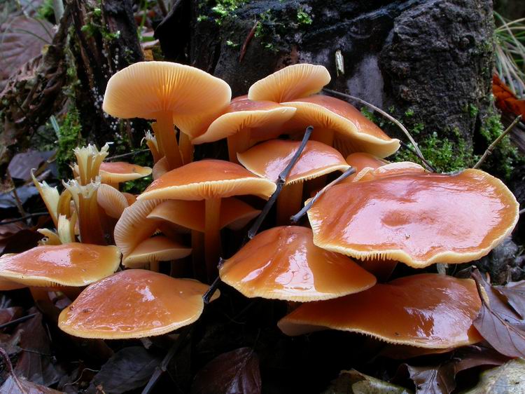 Flammulina velutipes Bild 11