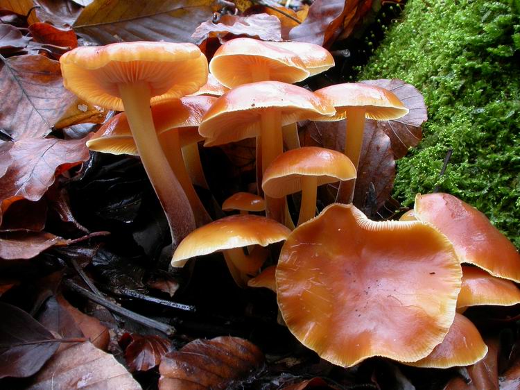 Flammulina velutipes Bild 12