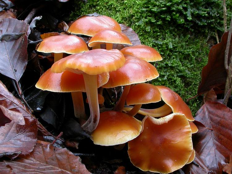 Flammulina velutipes Bild 13