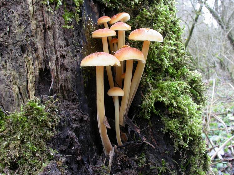 Flammulina velutipes Bild 14