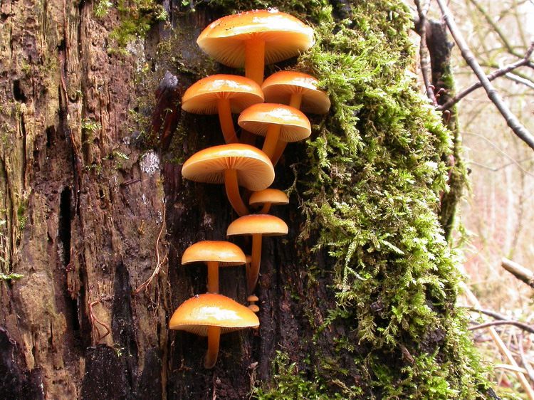 Flammulina velutipes Bild 15