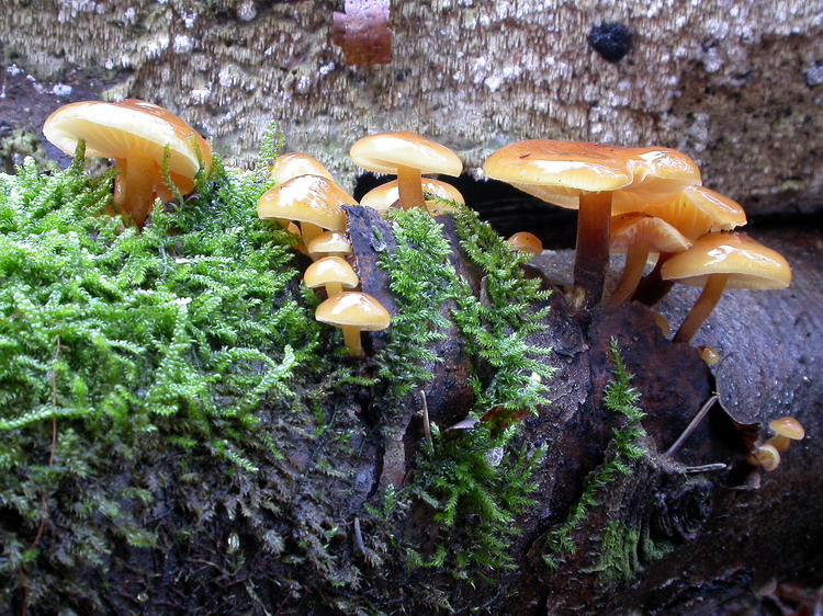 Flammulina velutipes Bild 16