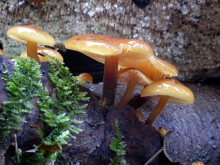 Flammulina velutipes Bild 17