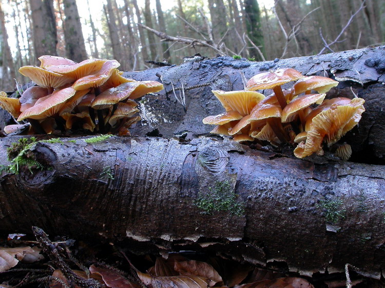 Flammulina velutipes Bild 18