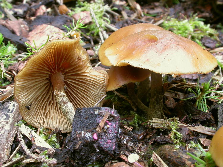 Galerina marginata Bild 1