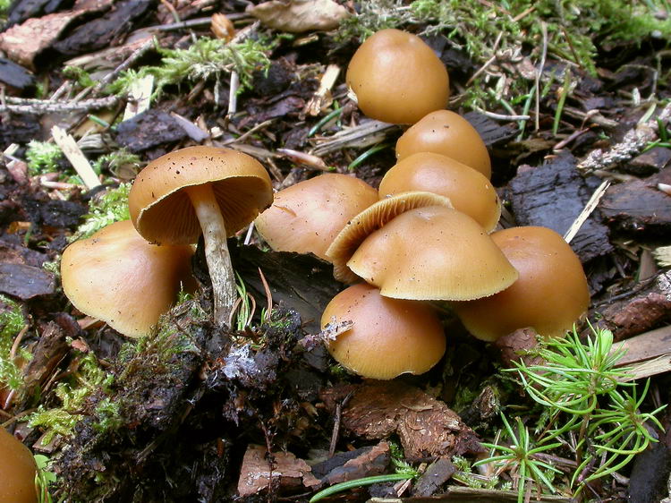 Galerina marginata Bild 2
