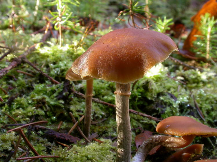 Galerina marginata Bild 4