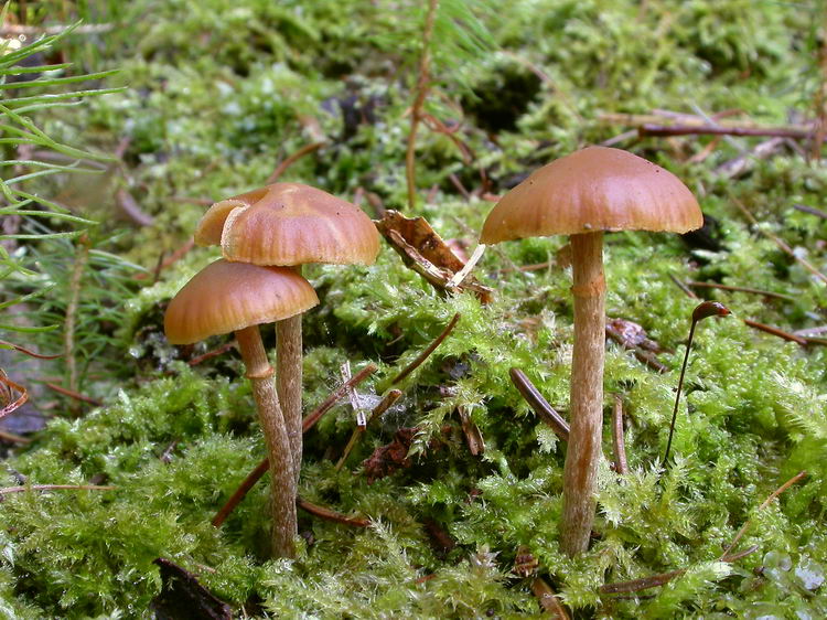 Galerina marginata Bild 5
