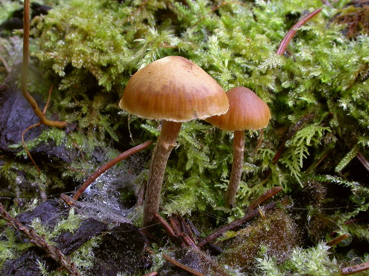 Galerina marginata Bild 6