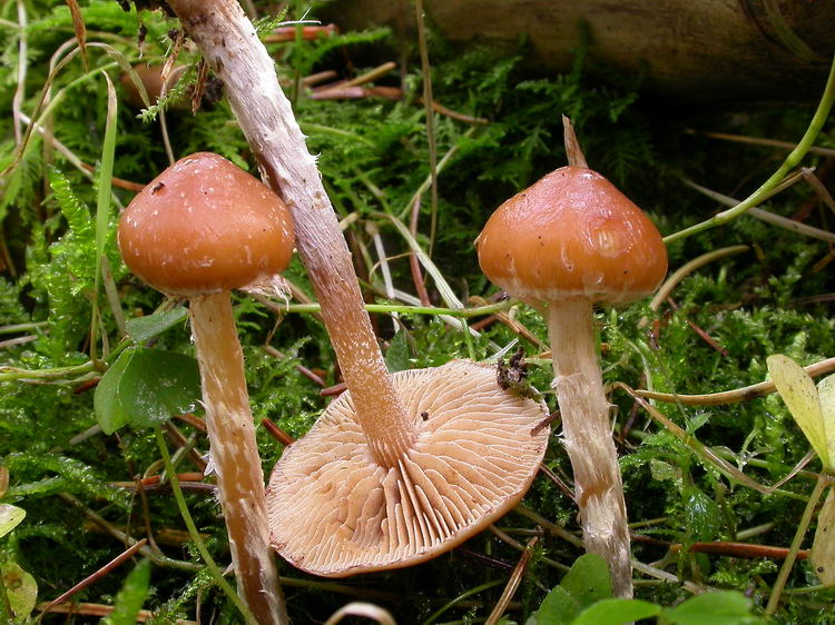 Galerina stylifera Bild 2