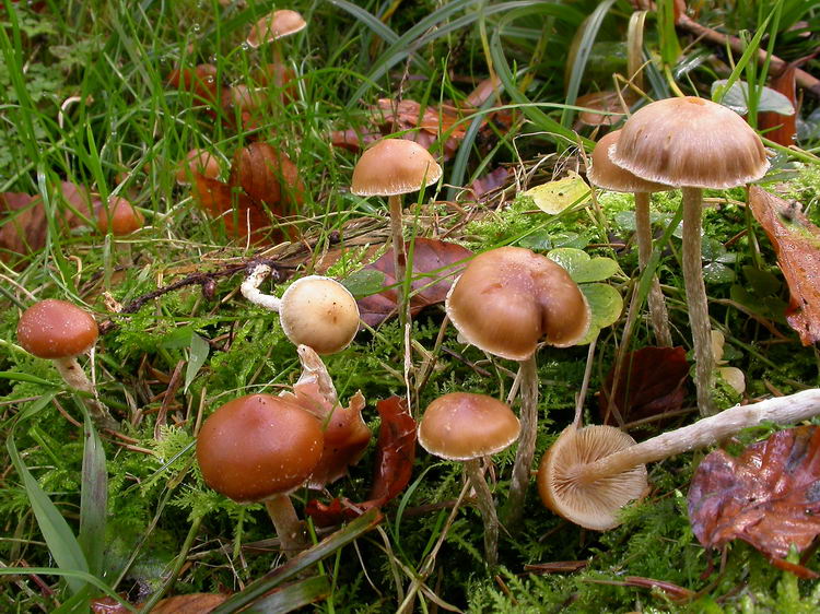 Galerina stylifera Bild 1