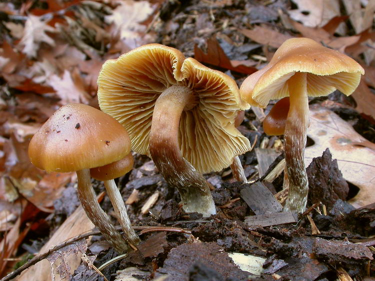 Galerina stylifera Bild 4