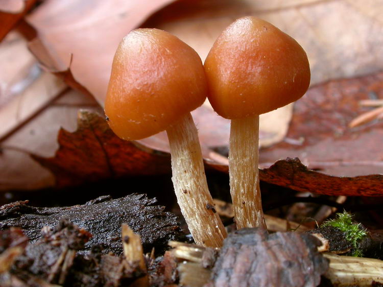 Galerina stylifera Bild 5