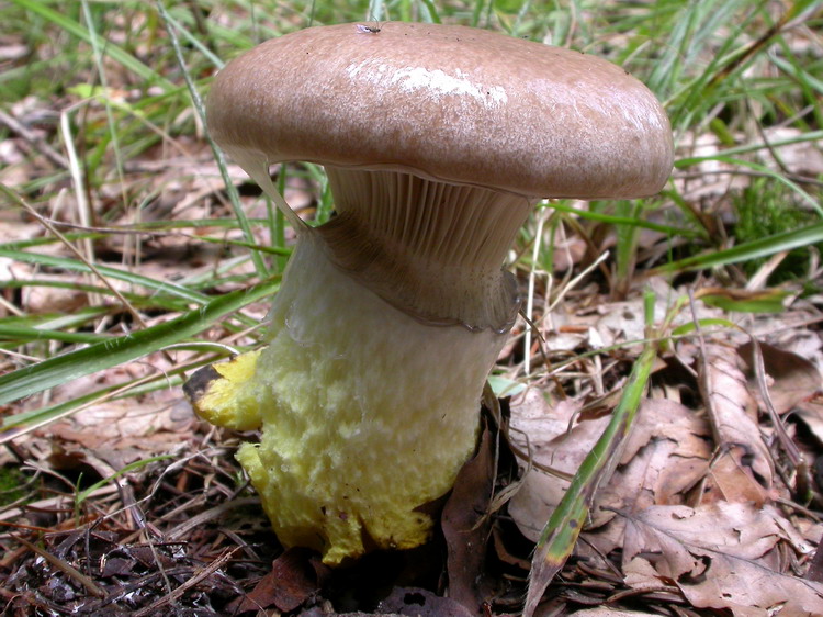 Gomphidius glutinosus Bild 1