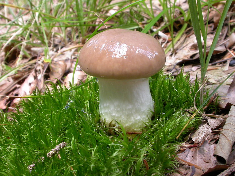 Gomphidius glutinosus Bild 2