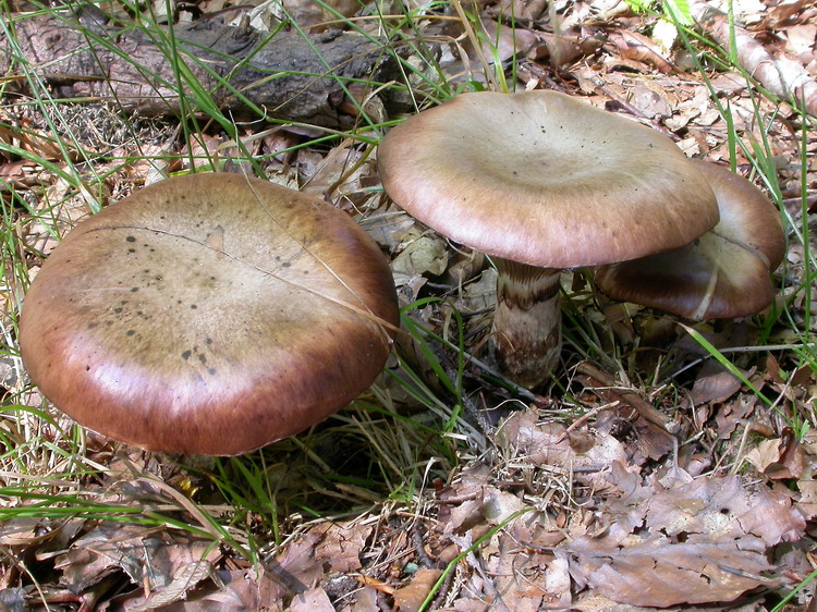 Gomphidius glutinosus Bild 3