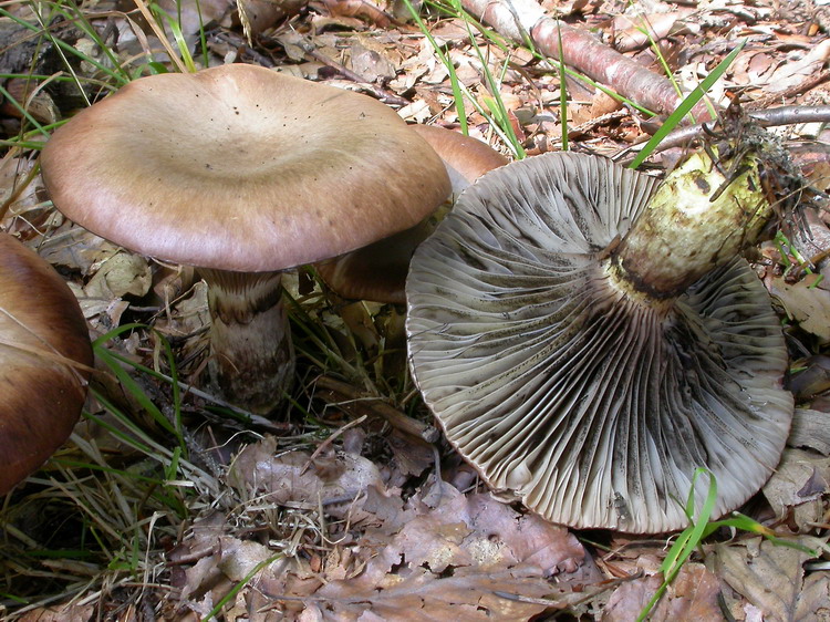 Gomphidius glutinosus Bild 4