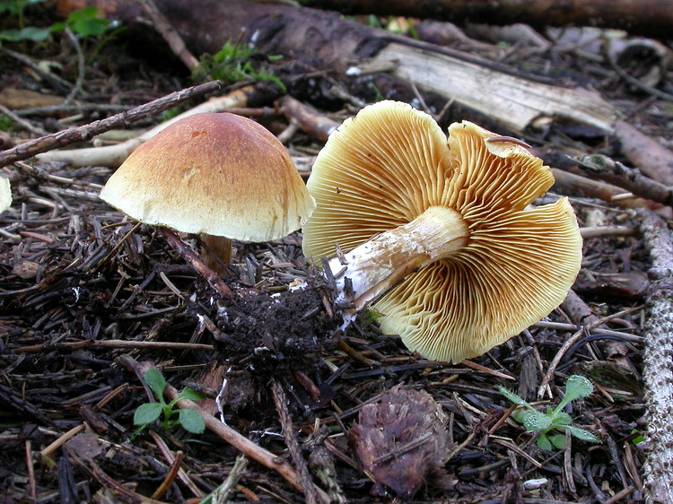Gymnopilus penetrans Bild 1