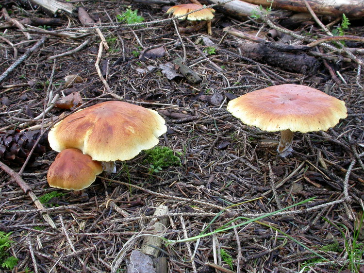Gymnopilus penetrans Bild 2