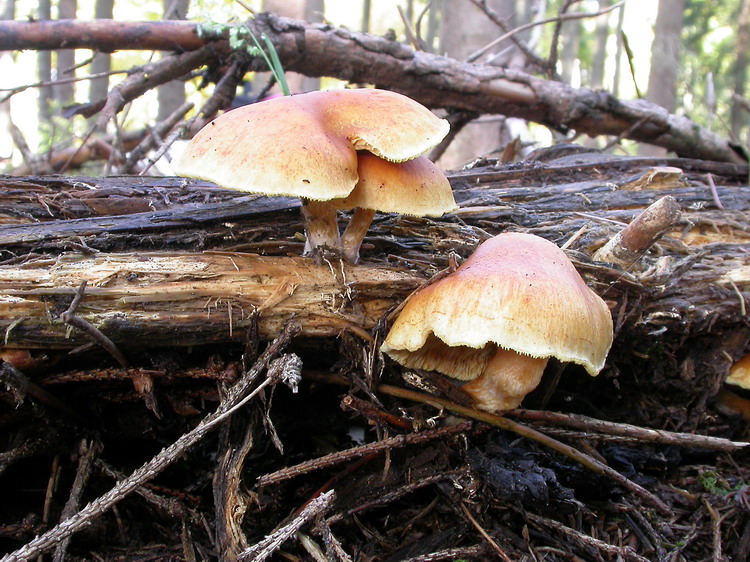 Gymnopilus penetrans Bild 3
