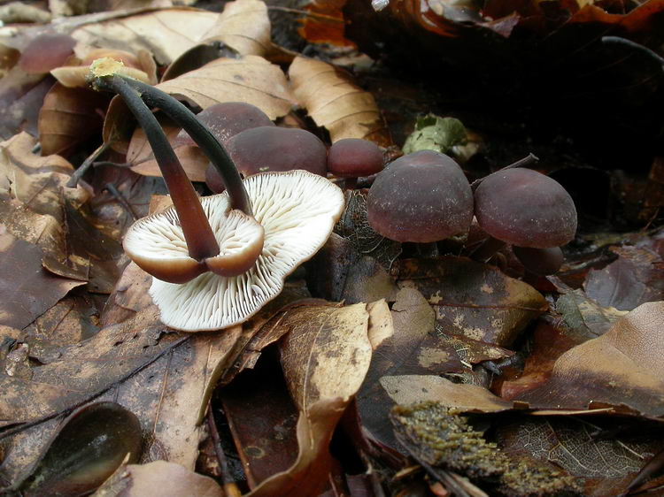 Gymnopus brassicolens Bild 1