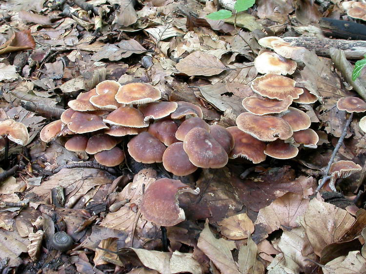 Gymnopus brassicolens Bild 2