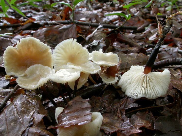 Gymnopus brassicolens Bild 1