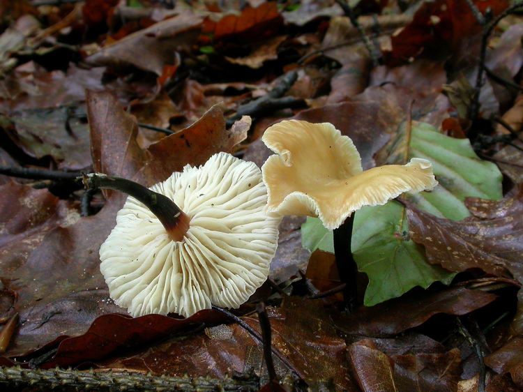 Gymnopus brassicolens Bild 4