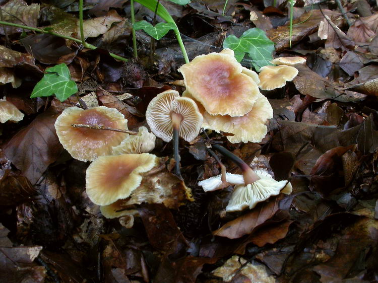 Gymnopus brassicolens Bild 5